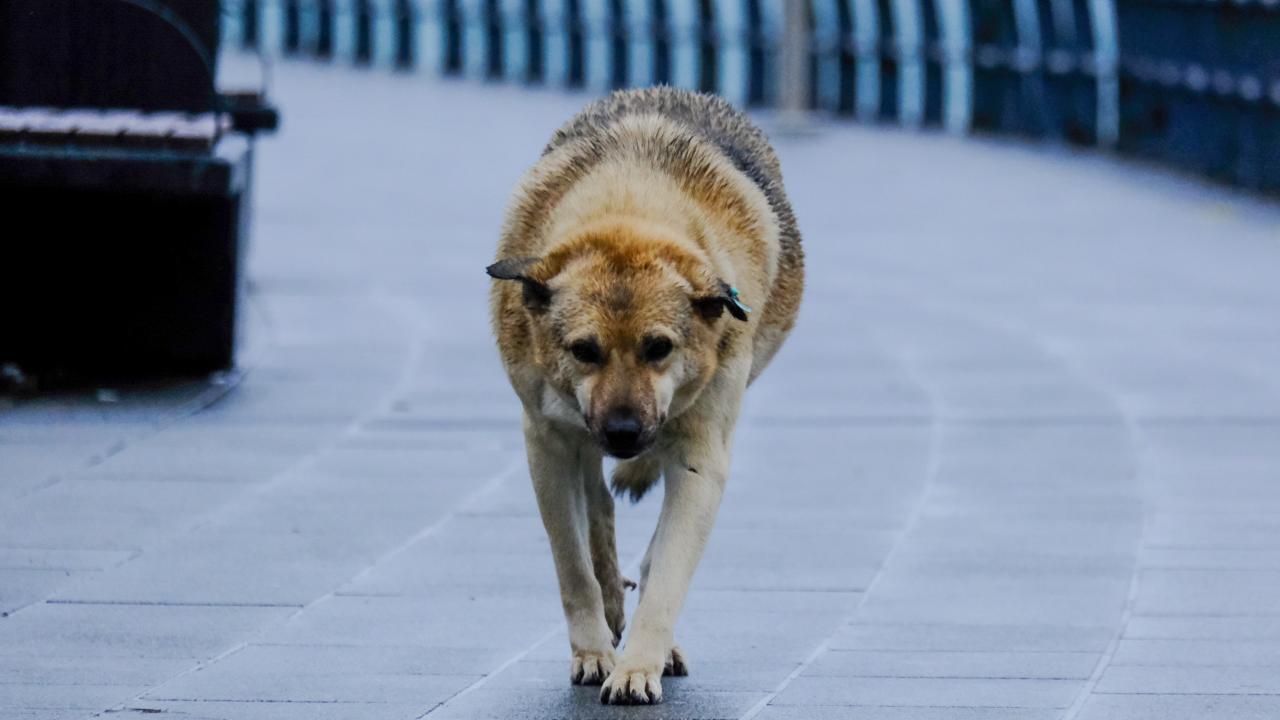Başıboş köpek saldırılarıyla ilgili soruşturma başlatıldı